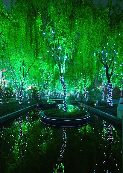 The Magic Forest