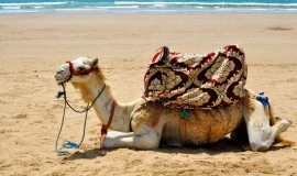 camel on the beach