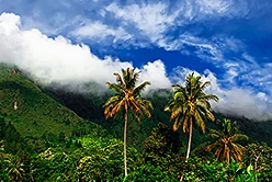 palm trees