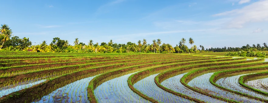 bali