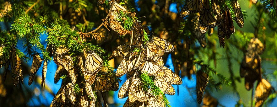 butterfly