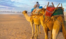 Camel caravan at the beach of Essaouira