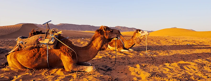 camels in sahara, morocco