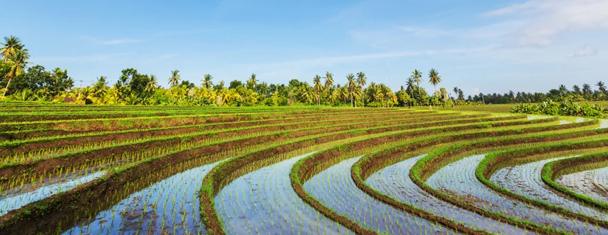 rice fields bali indonesia