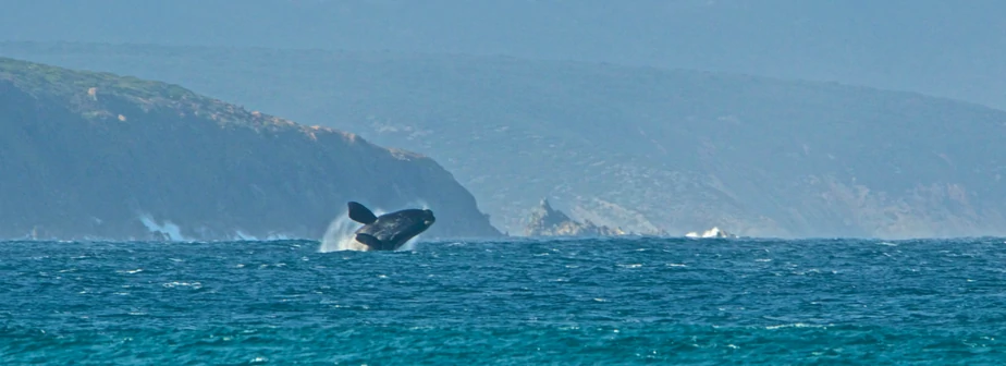 Whale in Western Australia