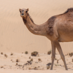 Camel Trekking in the Moroccan Sahara desert
