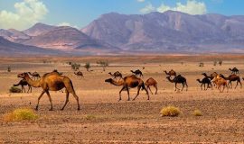 Morocco Camel Trekking Merzouga