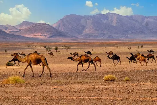 Morocco Camel Trekking Merzouga