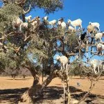 tree climbing goats morocco