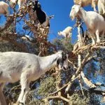 tree climbing goats morocco