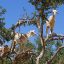 Tree climbing goats morocco