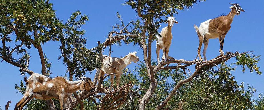 Tree climbing goats morocco