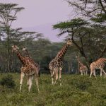 Best Time to Go On a Game Safari kenya