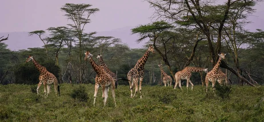 Best Time to Go On a Game Safari kenya