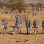zebras safari kenya