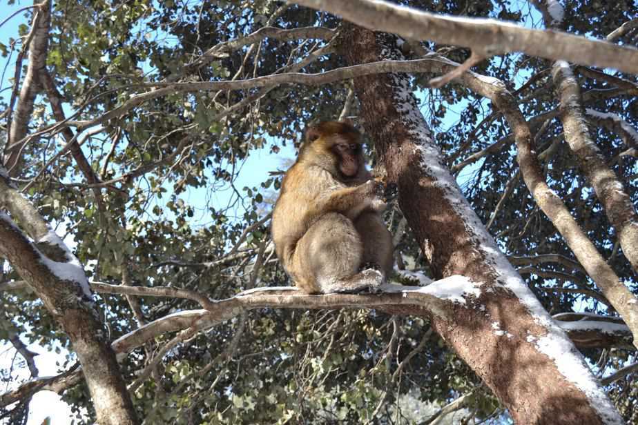 barbary macaque monkeys