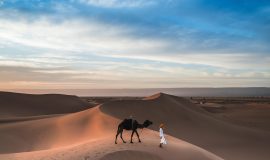 camel - animals of Morocco