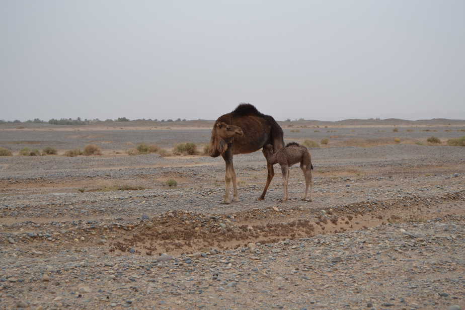 camel, animals of morocco