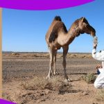 Sahara Desert Tours from Fes