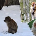 barbary macaque monkeys morocco