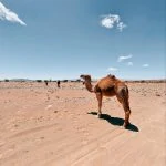 Morocco Private Tours
