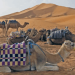 Can You Do a Day Trip to Sahara Desert from Marrakech?